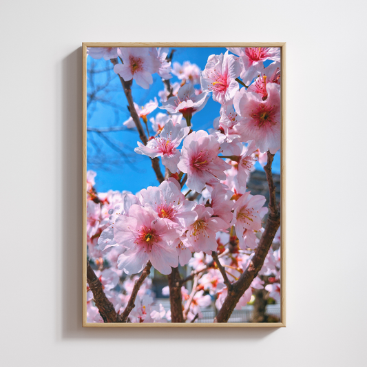 Cherry Blossom Digital Download |Tokyo Nature Photography Print |Printable Wall Art | Travel Poster | Minimalist Room Decor |Fine Art Prints